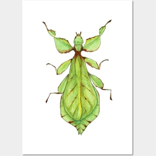 Leaf Bug Watercolor Illustration Posters and Art